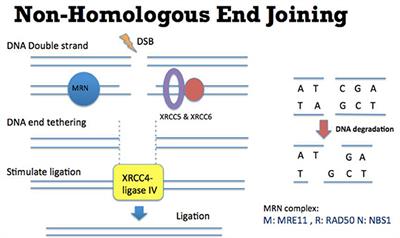 Potential Roles of the Retinoblastoma Protein in Regulating Genome Editing